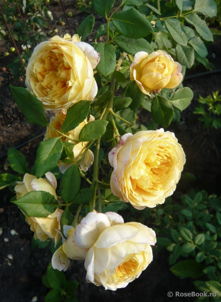 РОЗА ГОЛДЕН БОРДЕР (GOLDEN BORDER)