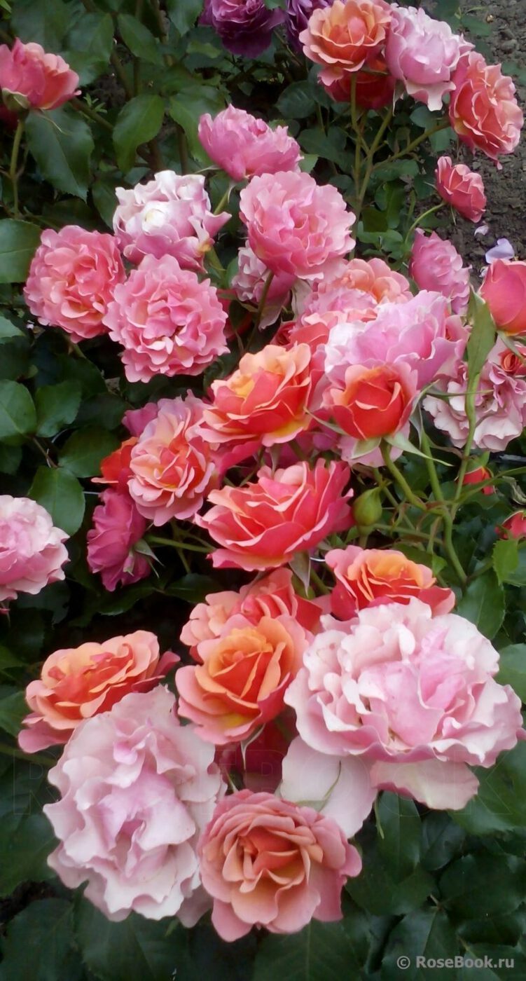 РОЗА ЖАН КОКТО (JEAN COCTEAU)