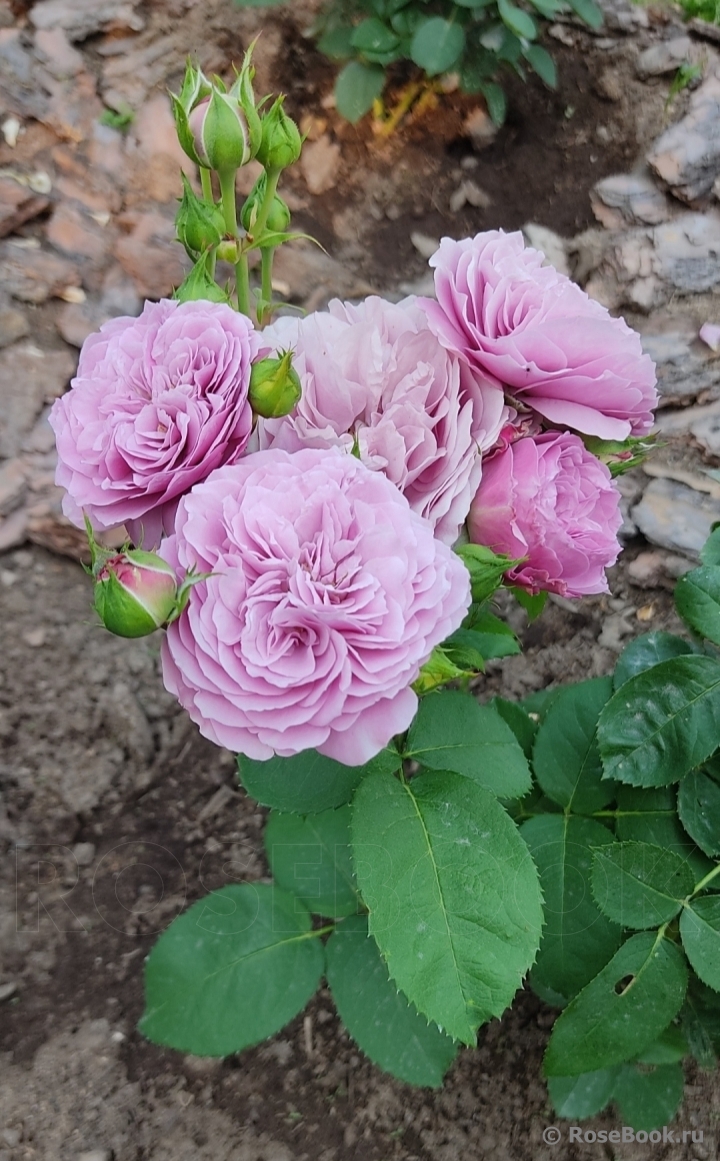 ♛Роза Лавандер Айс`Lavender Ice`(флорибунда лавандово-сиреневая) С7.5