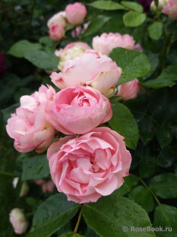 РОЗА ПЛЭЙФУЛ РОКОКО (PLAYFUL ROKOKO)