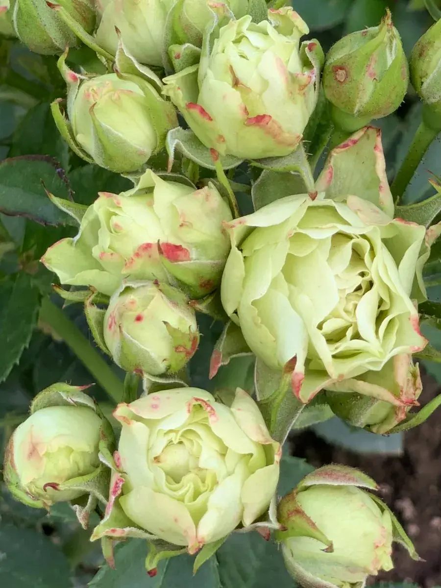 РОЗА ЛУВИАНА (LUVIANA)