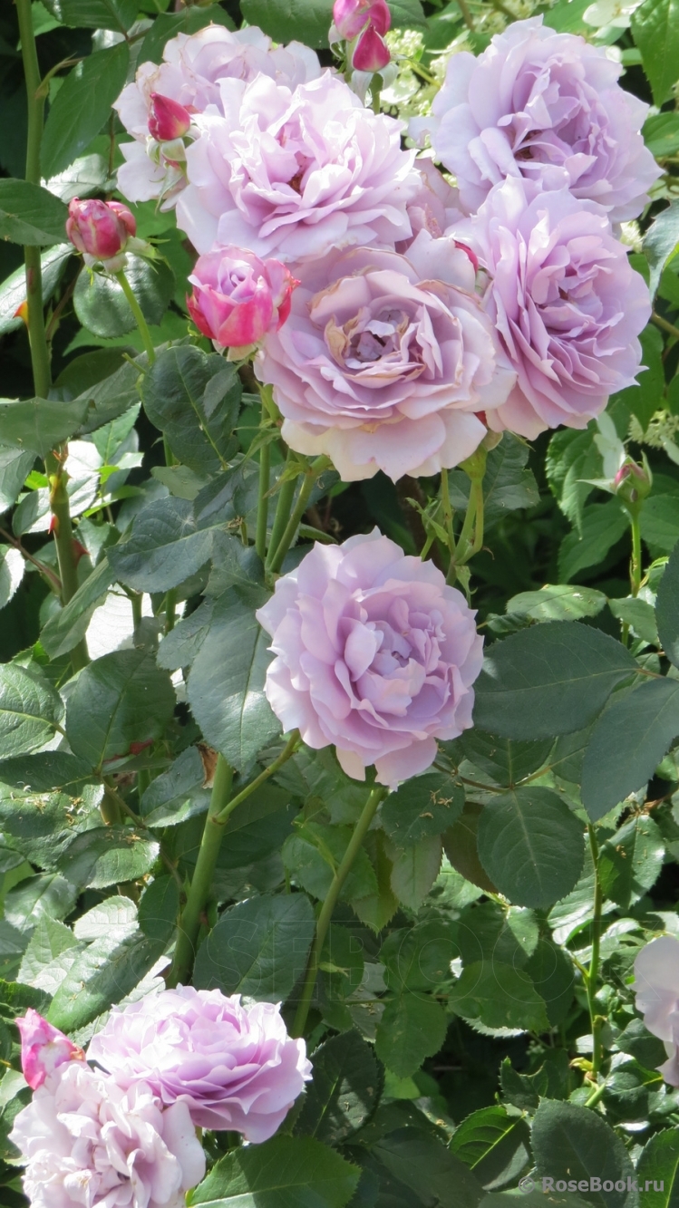 РОЗА НОВАЛИС (NOVALIS)