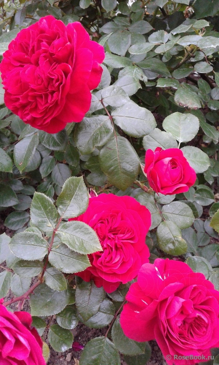 РОЗА РЕД ЛЕОНАРДО ДА ВИНЧИ (RED LEONARDO DA VINCI)