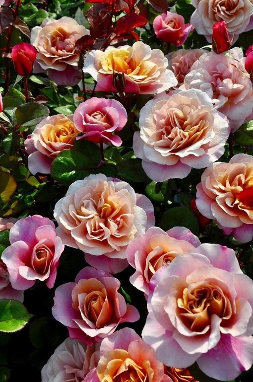 Роза `Дистант Драмс` `Distant Drums`