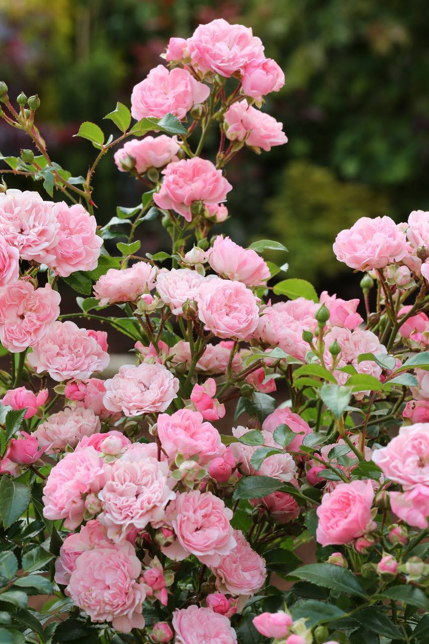 Роза `3е Фейри``The Fairy`