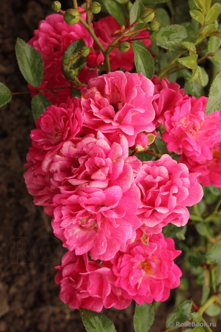 Роза `Лавли Фейри``Lovely Fairy`