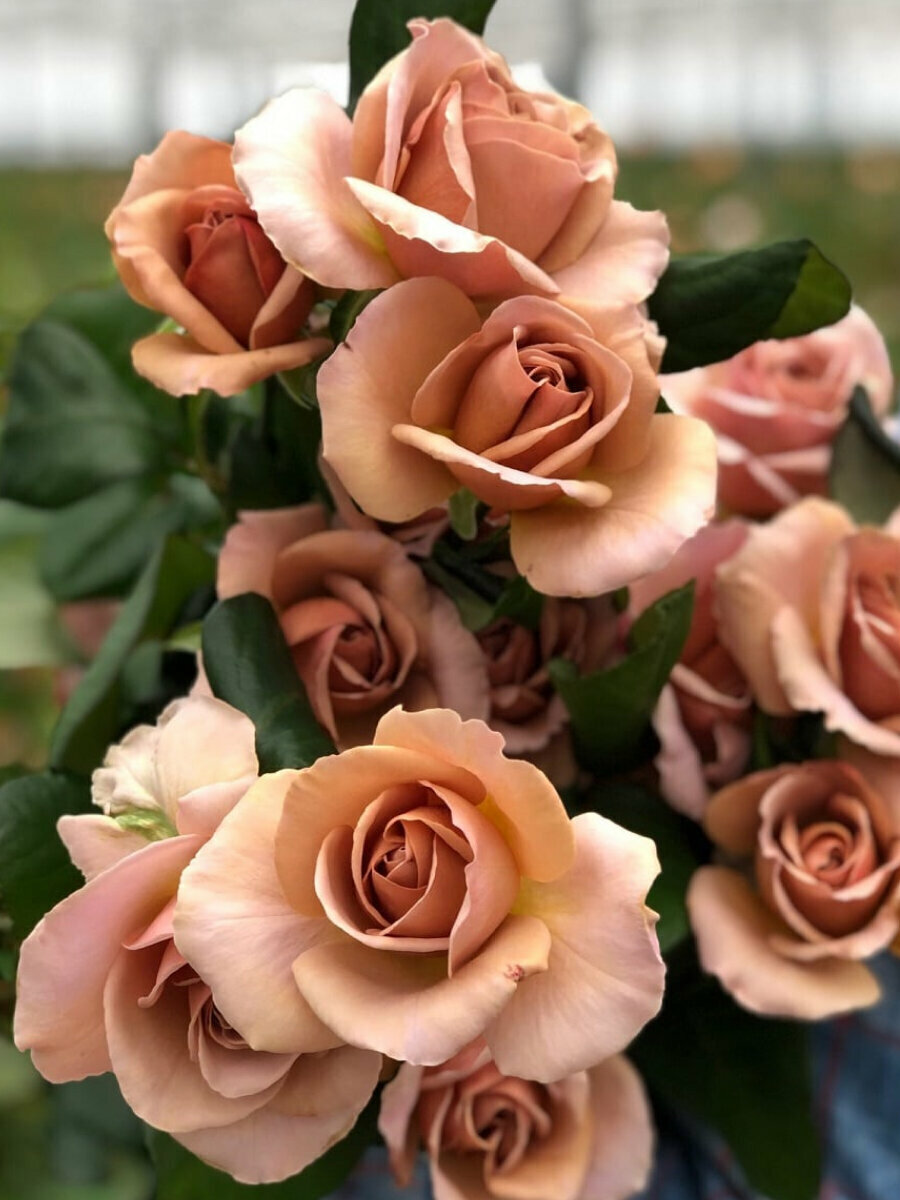 Роза `Кафе Латте``Cafe Latte`