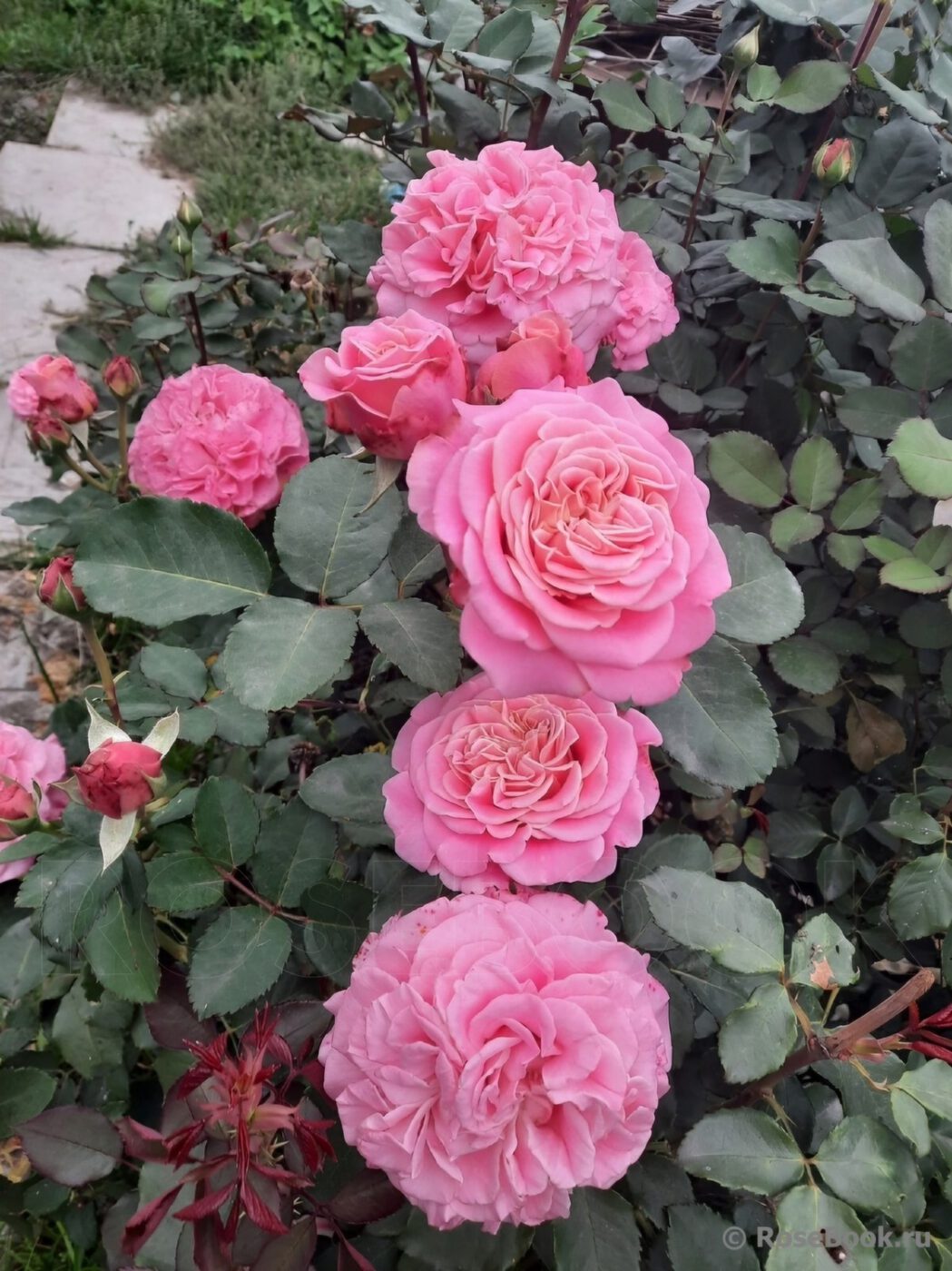 Роза `Эшли``Ashley`