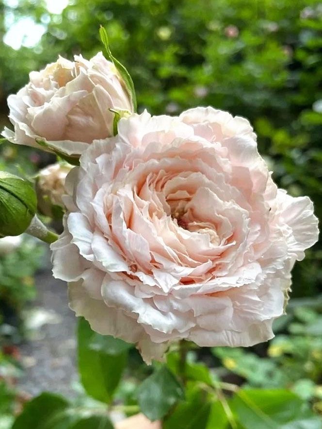 Роза японская`Тсумуги``Tsumugi`