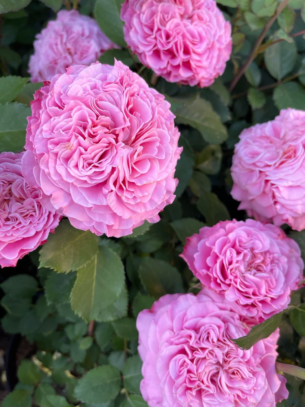 Роза `Эшли`Ashley`