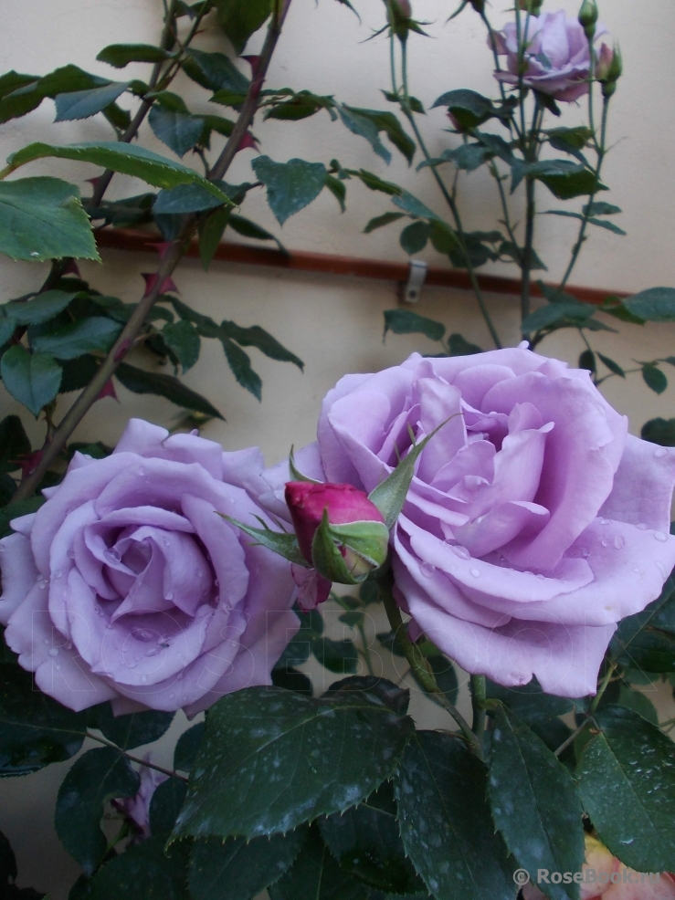 Роза `Индиголетта``Indigoletta`