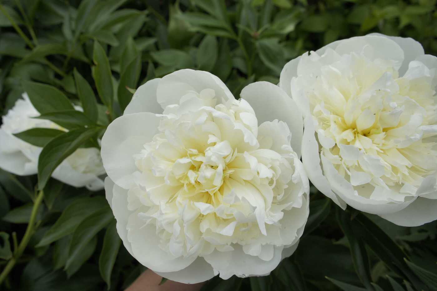 ★Пион молочноцветковый `Duchesse de Nemours` C25 доращивание