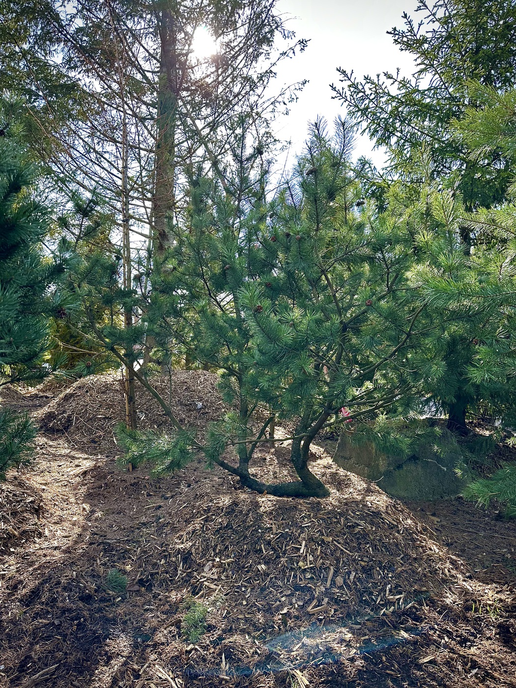 Сосна горная (Pinus Mugo) ЗОНТ