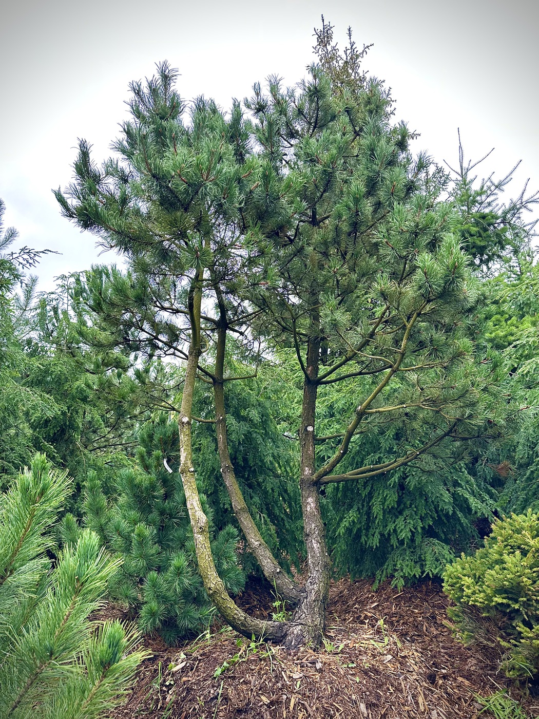 Сосна горная (Pinus Mugo) ЗОНТ