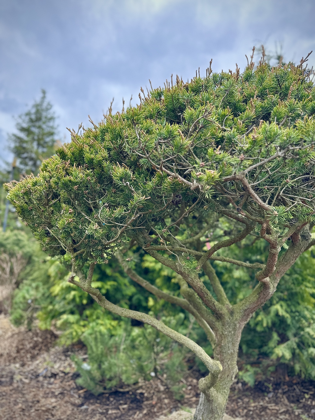 Сосна Банкса (Pinus Banksiana) ЗОНТ