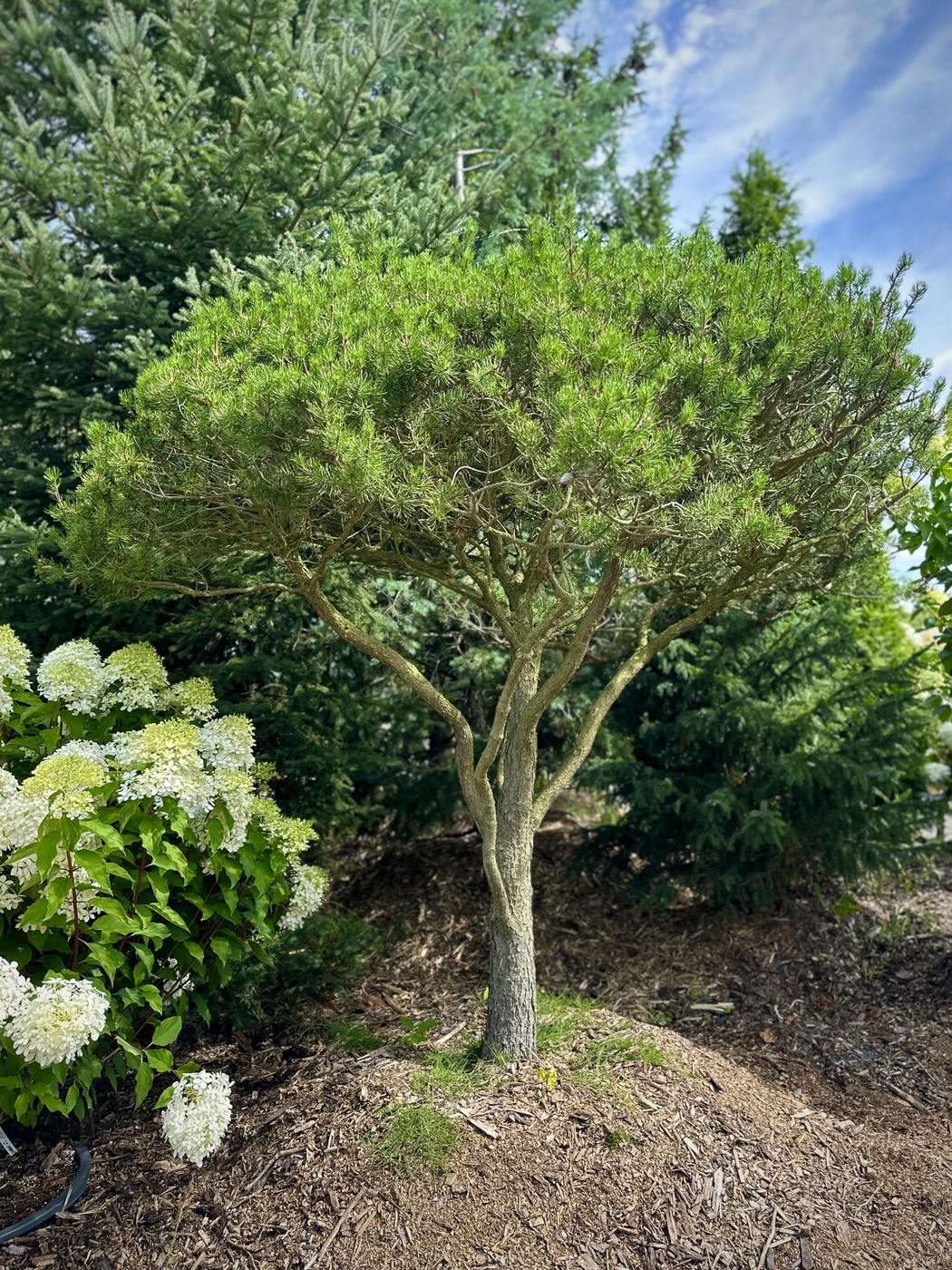 ♛Сосна Банкса (Pinus Banksiana) ЗОНТ (H230 ST150 D220-220 STU40-45 см) WRB 1ГР