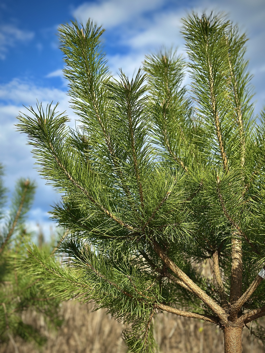 Сосна обыкновенная (Pinus sylvestris) на штамбе