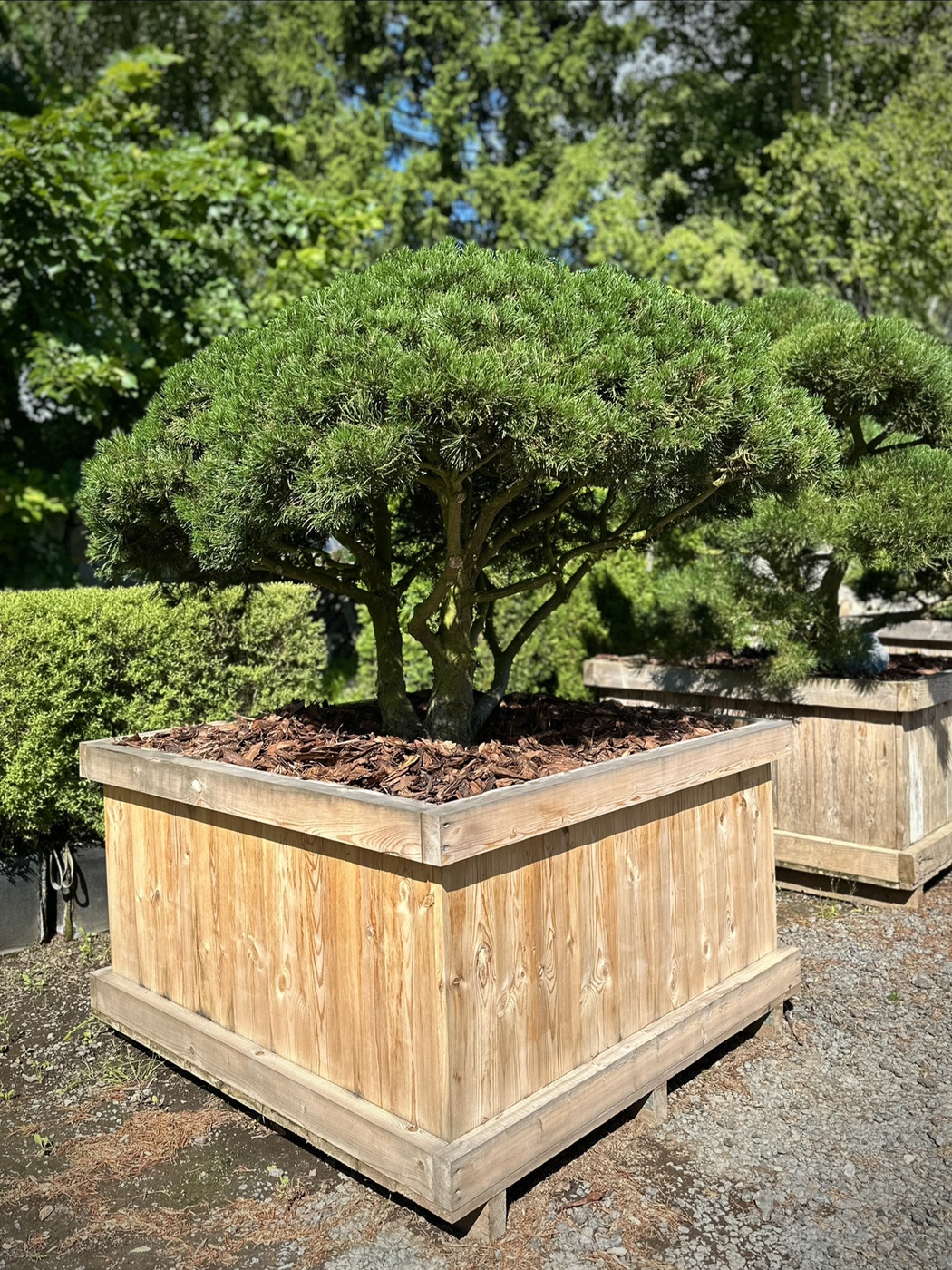 Сосна горная (Pinus Mugo) ЗОНТ