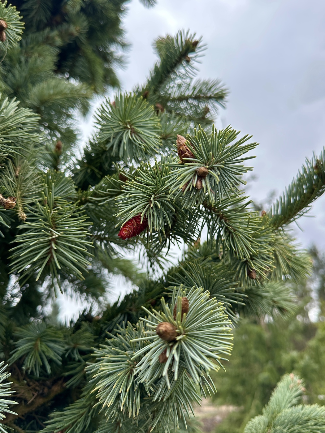 Ель Энгельмана Пендула (Pendula)