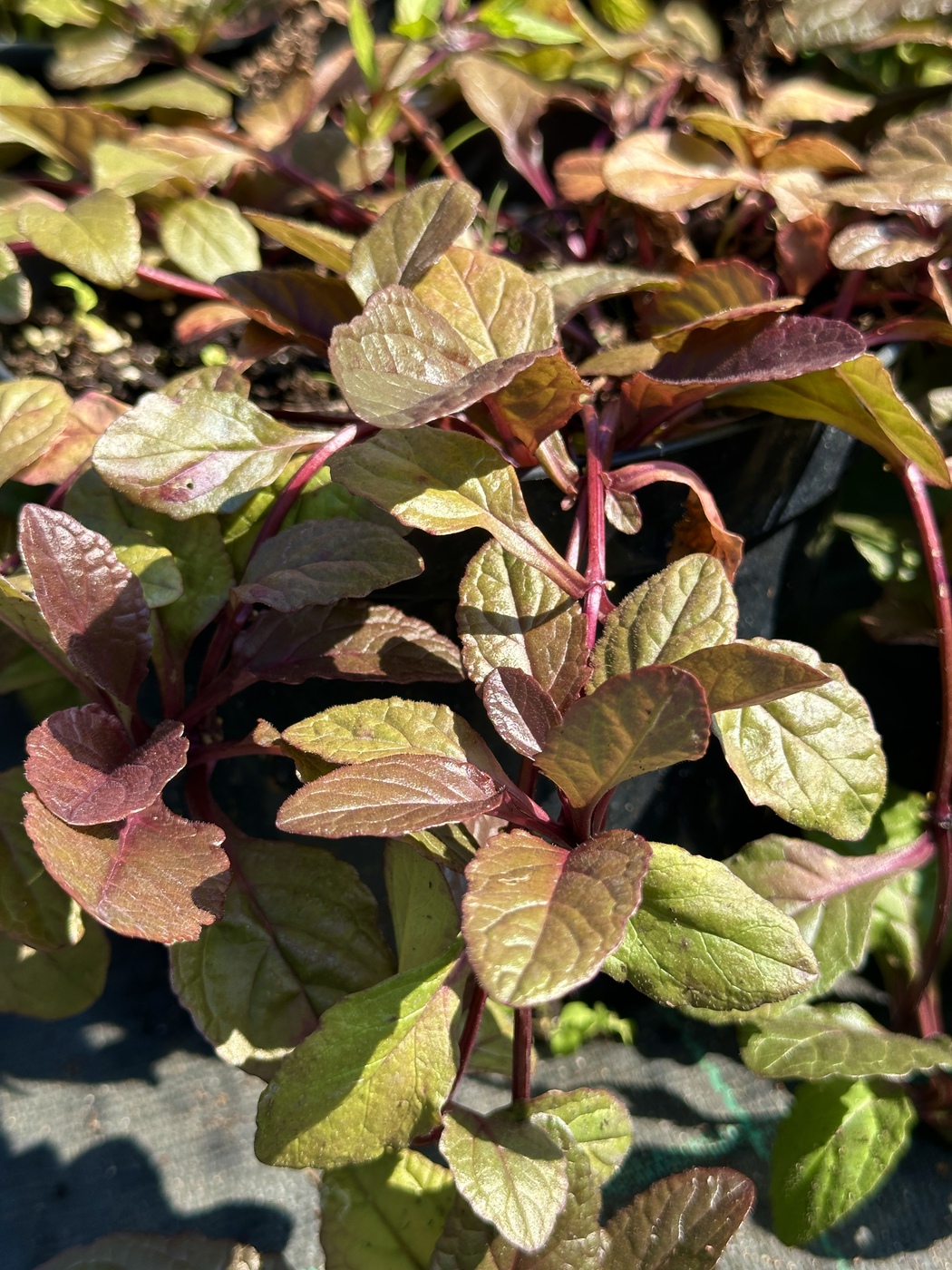 Живучка ползучая Атропурпуреа (Atropurpurea)