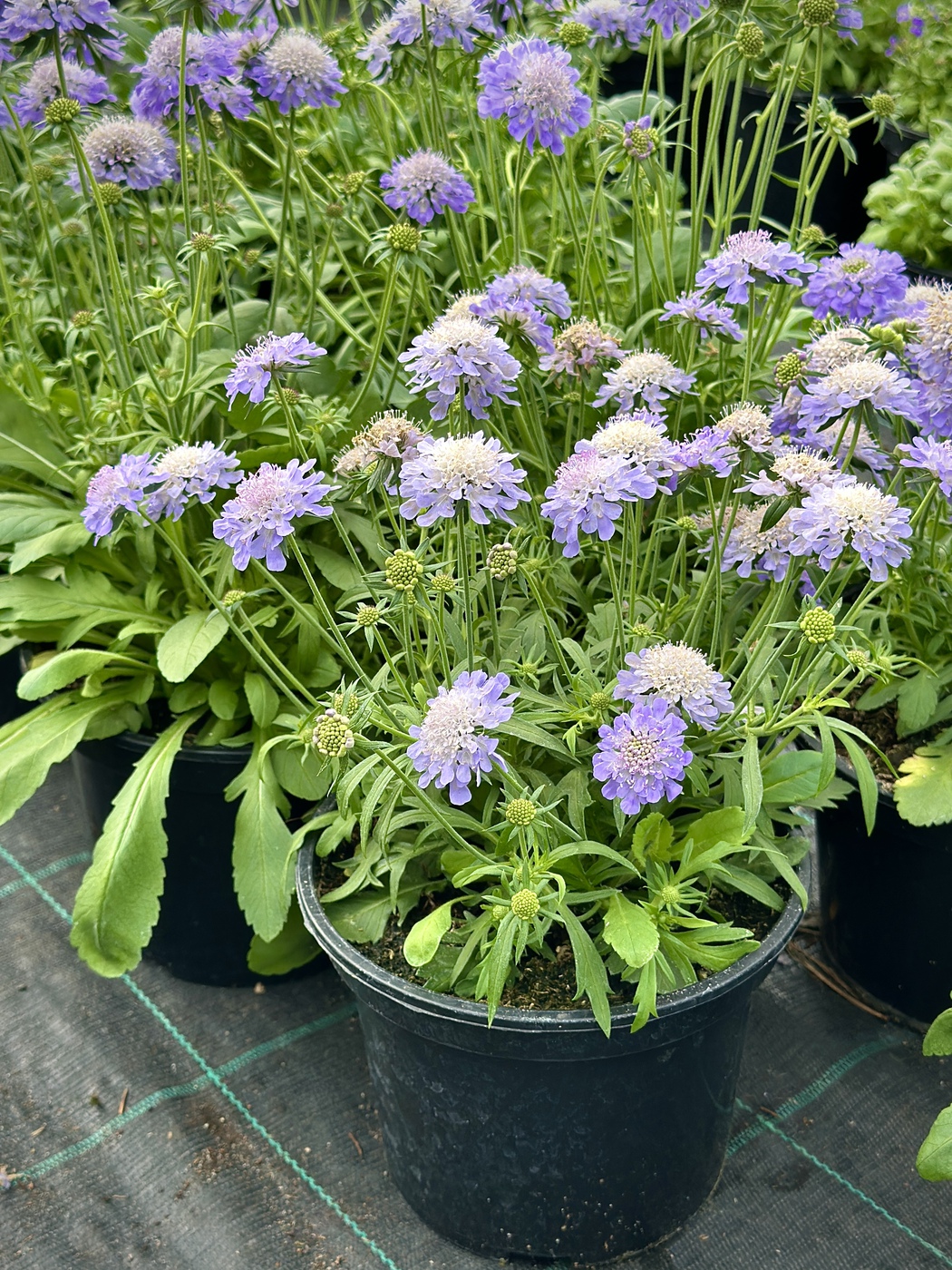 Скабиоза японская Риц Блю (Ritz Blue)