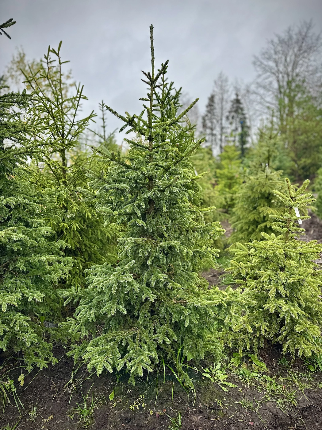 Ель в ассортименте