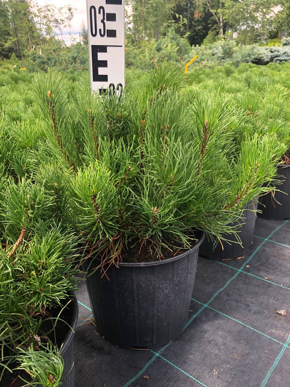 Сосна горная `Мугус``Mughus`