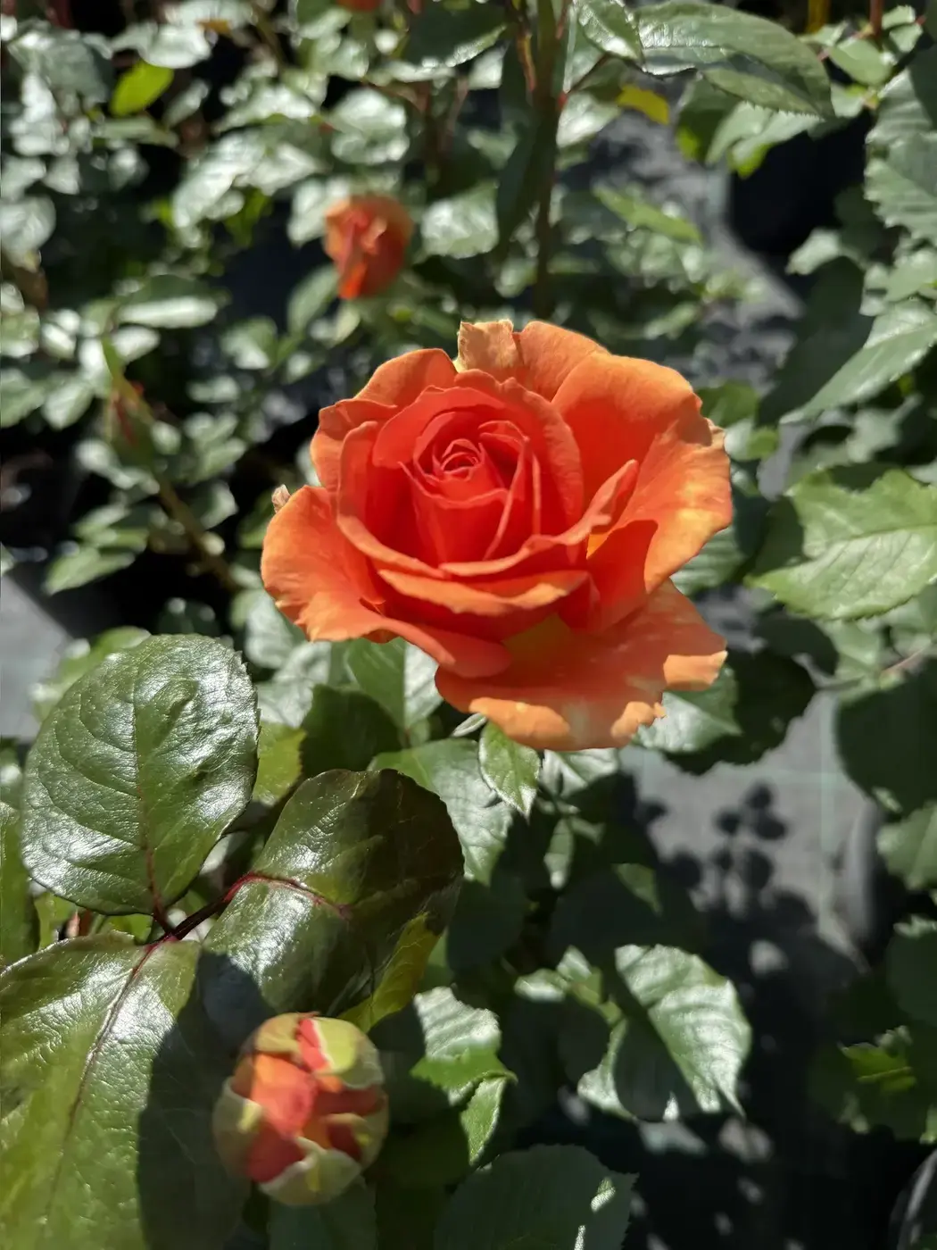 Роза `Эмильен Гийо``Emilien Guillot`