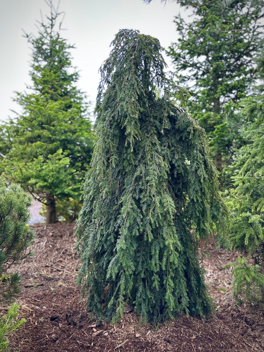 Тсуга канадская Пендула (Tsuga Canadensis Pendula)