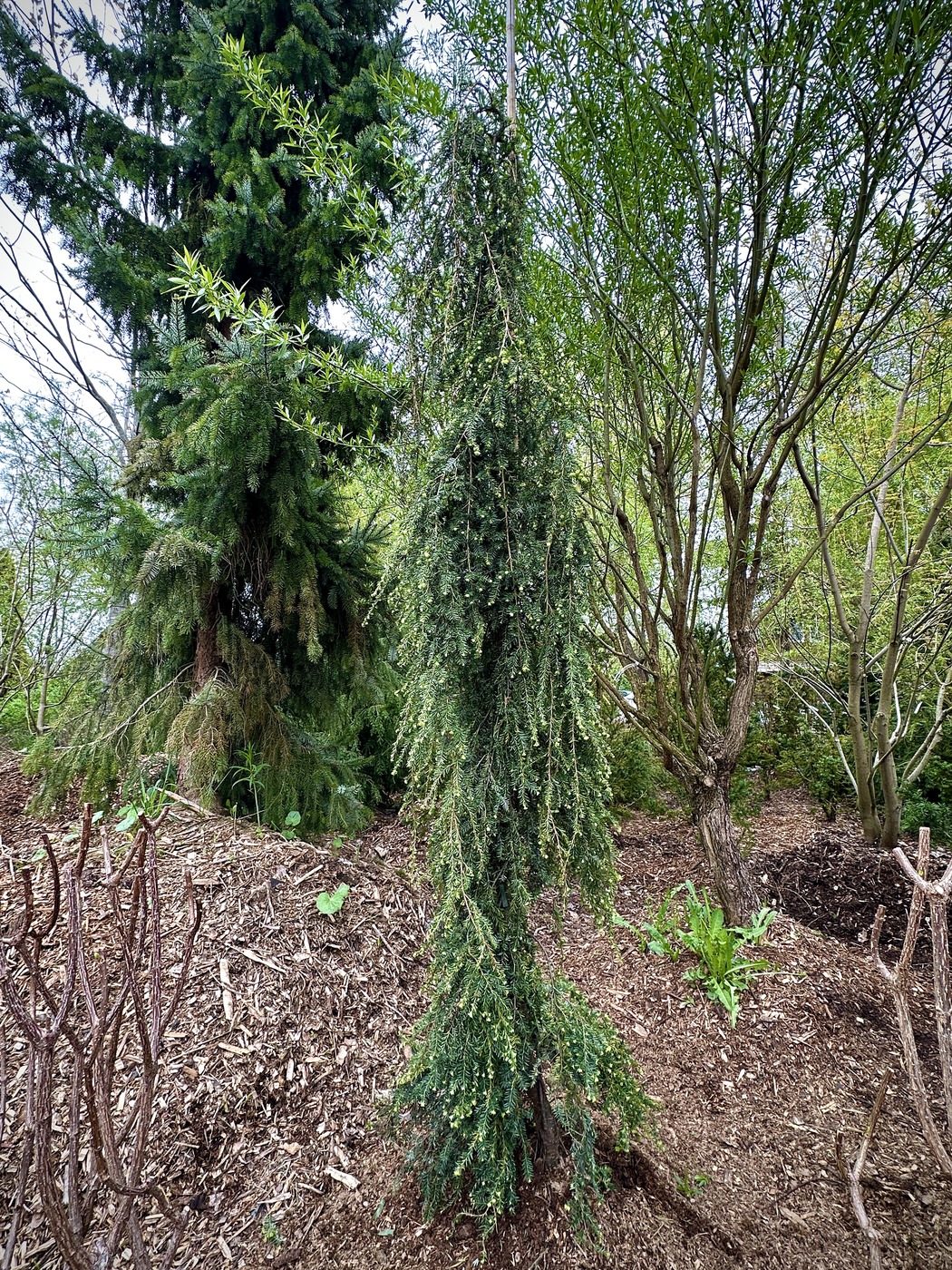 ♛Тсуга канадская Пендула (Tsuga Canadensis Pendula) (Н225-250 см) WRB 1ГР