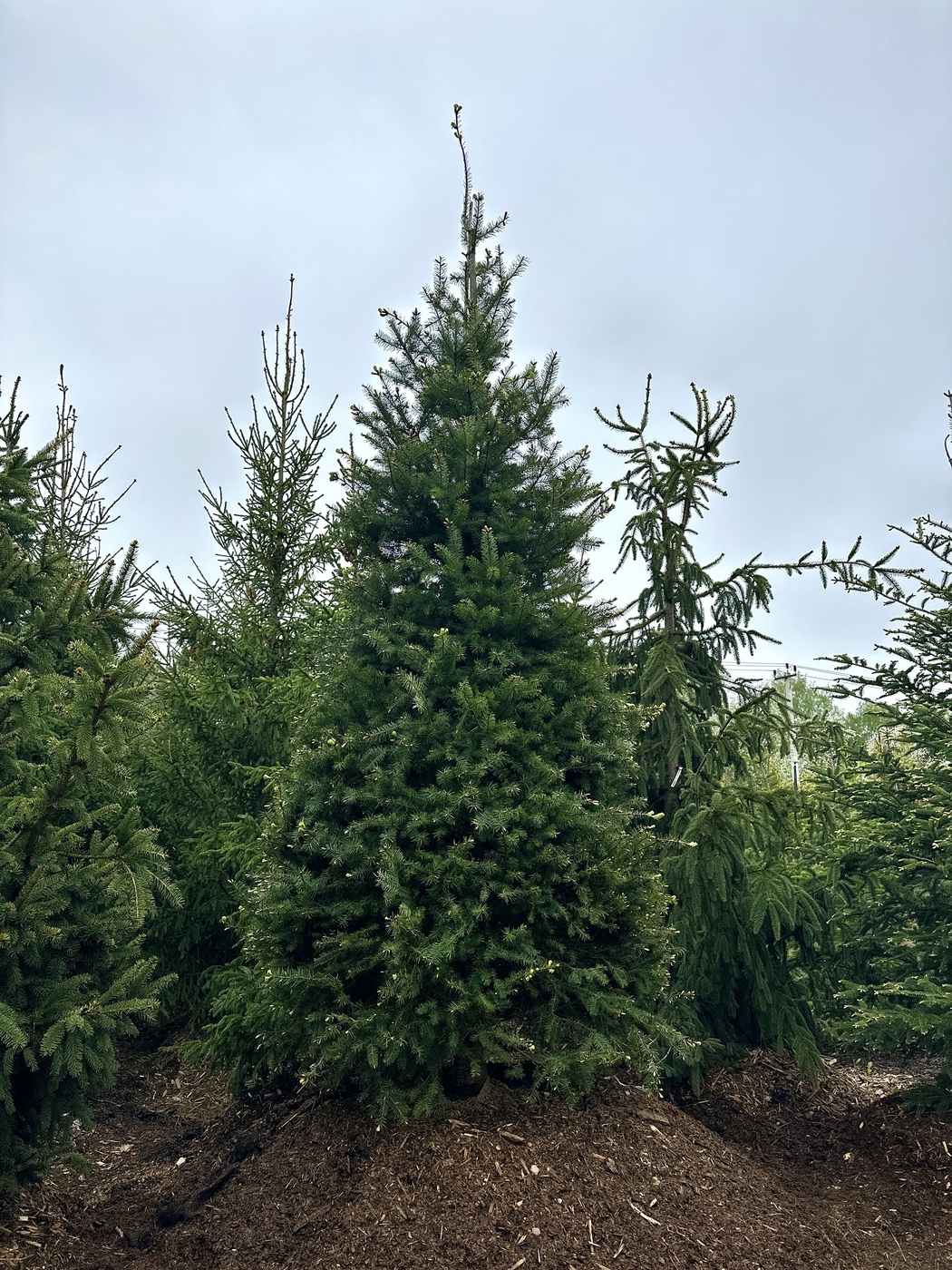 Псевдотсуга Мензиса (Pseudotsuga menziesii)