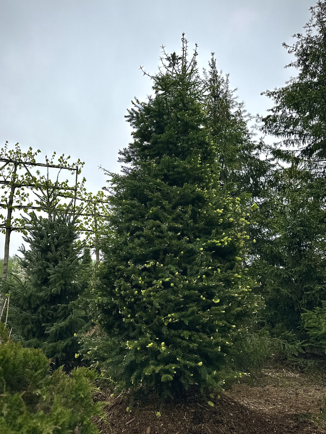 Псевдотсуга Мензиса (Pseudotsuga menziesii) EXTRA