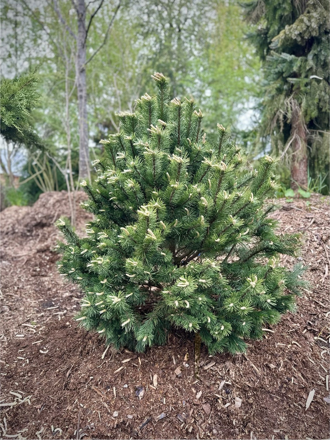Сосна горная Унцината (Uncinata)