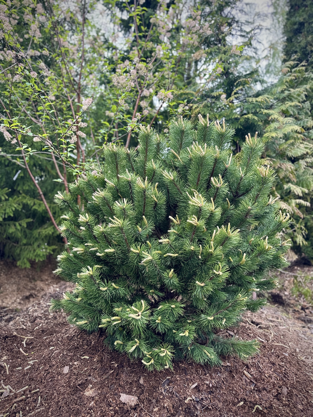 Сосна горная Унцината (Uncinata)