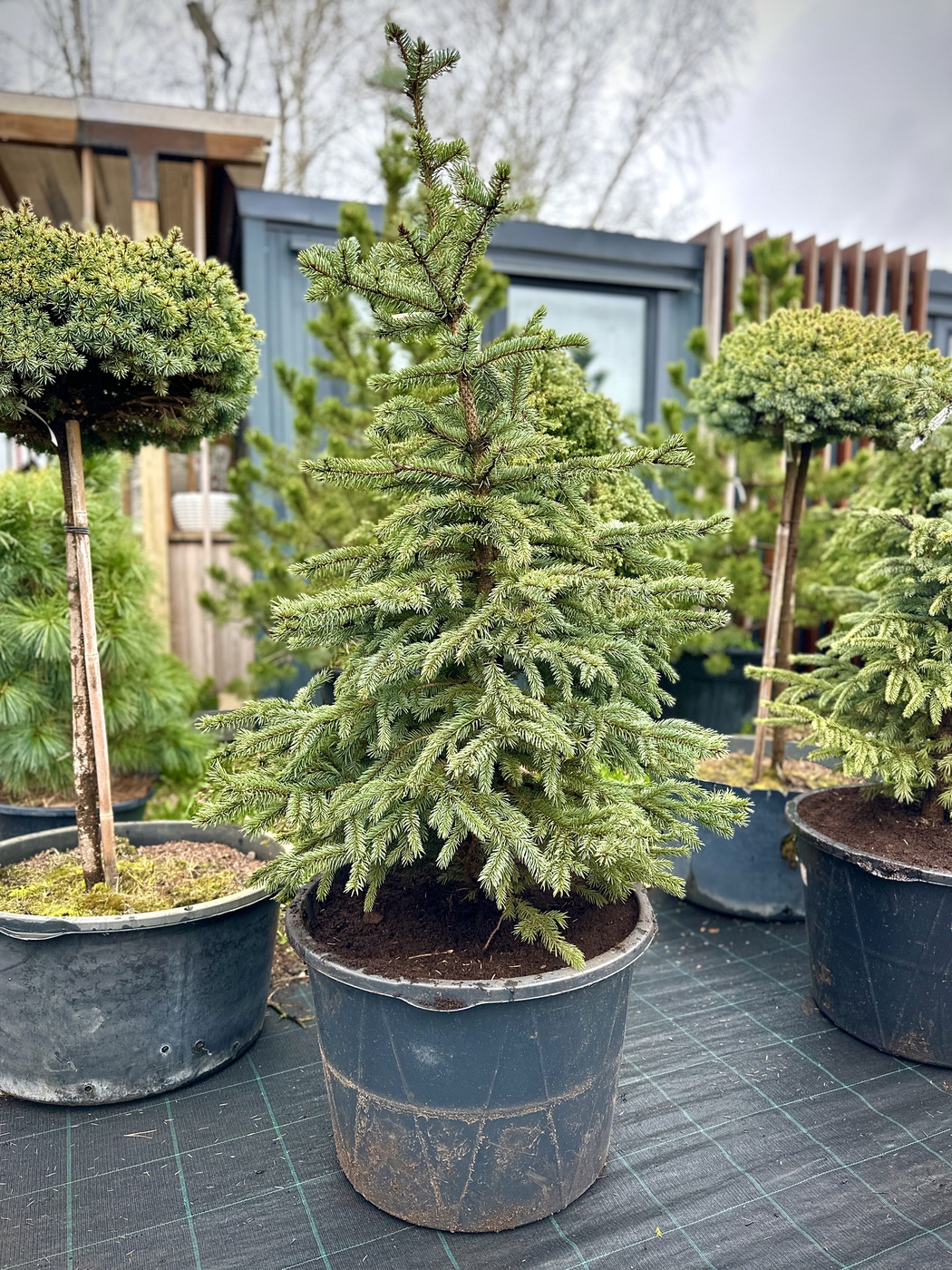 Ель колючая Супер Блю Сидлинг (Super Blue Seedling)