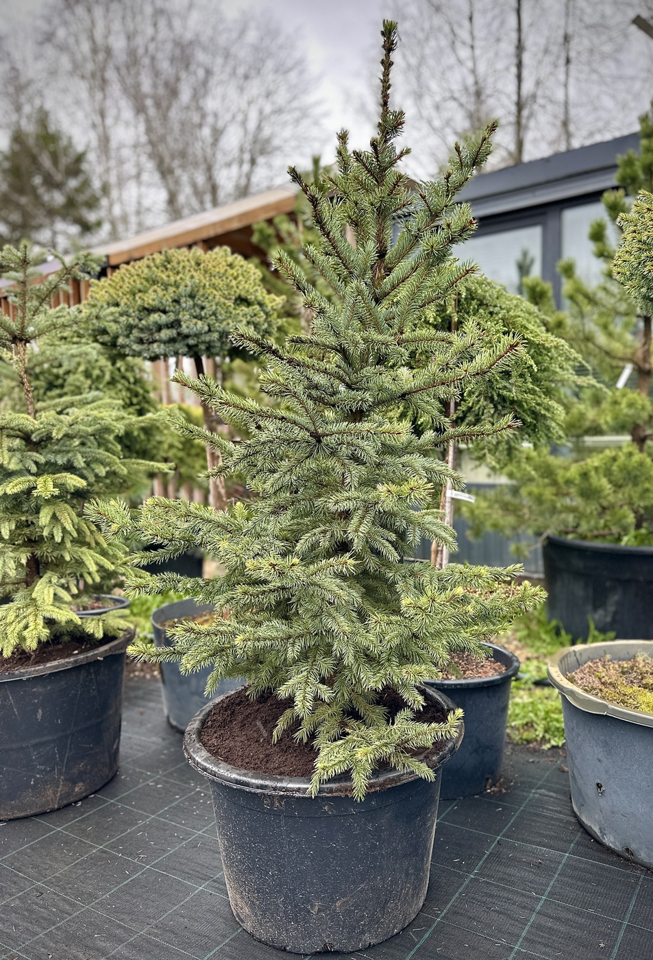 Ель колючая Супер Блю Сидлинг (Super Blue Seedling)