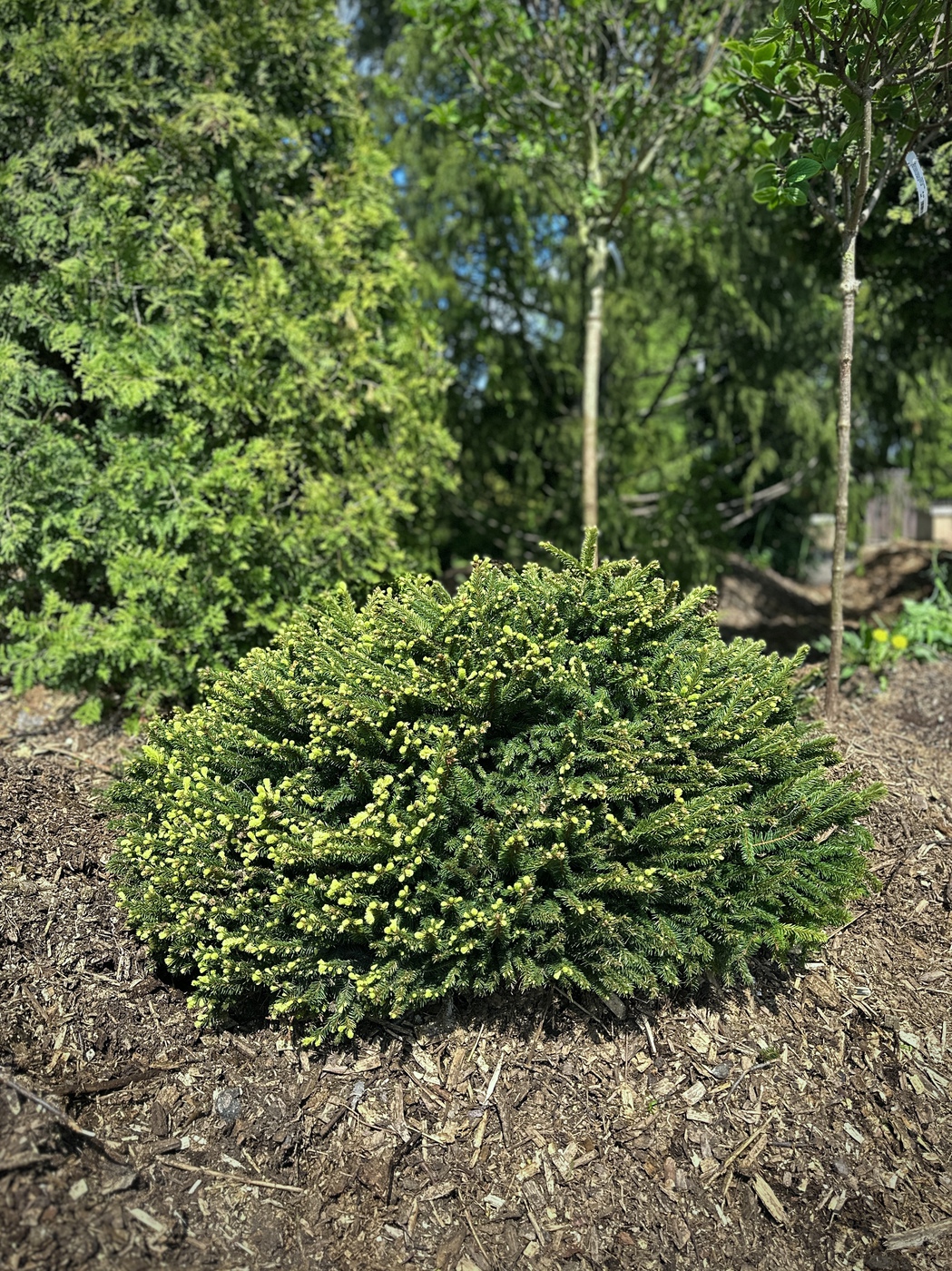 Ель обыкновенная Пумила Глаука (Pumila Glauca)