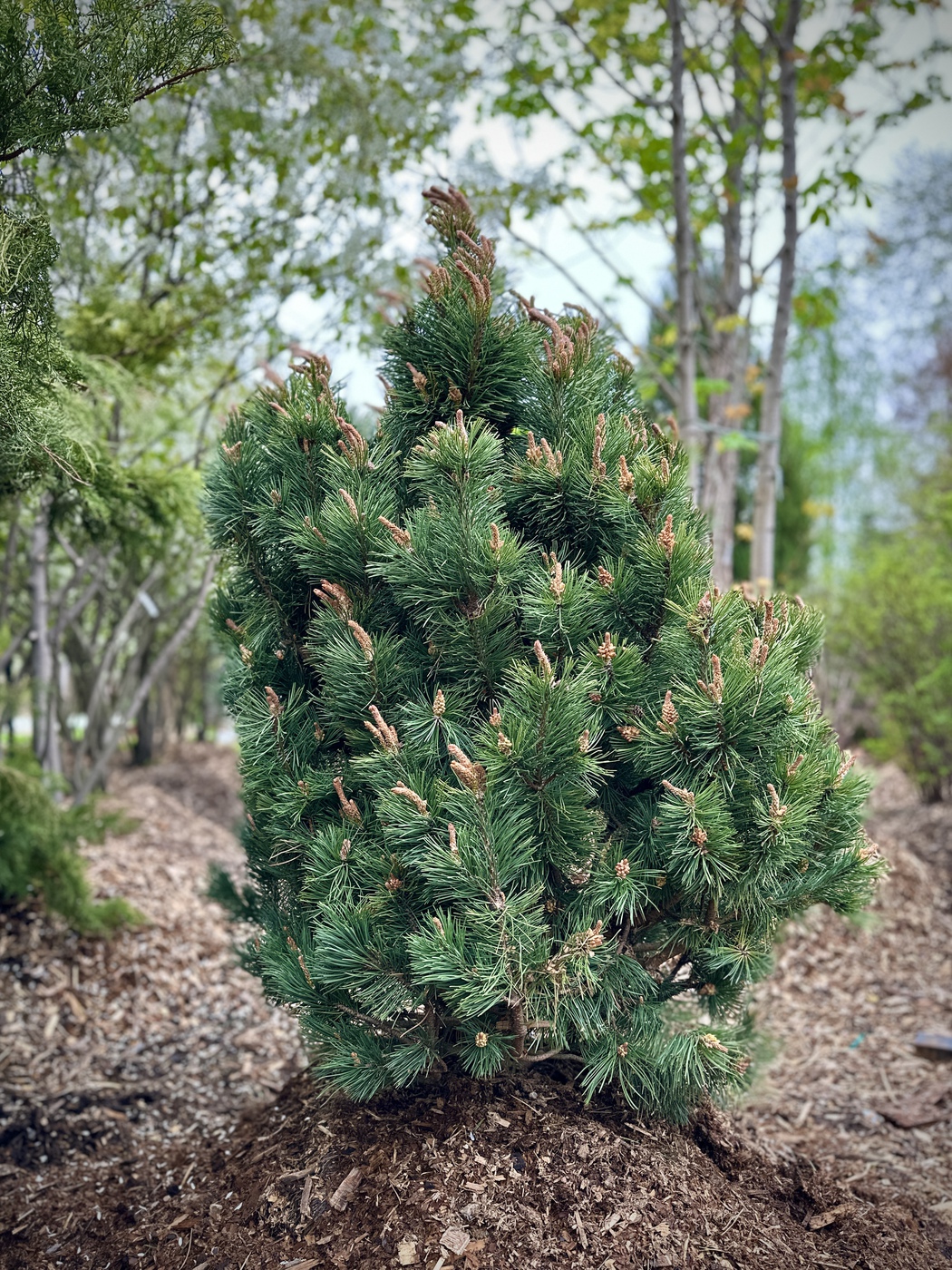Сосна горная Колумнарис (Columnaris)