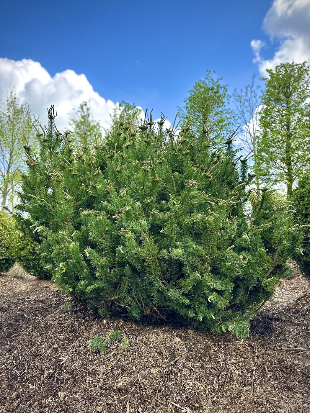 Сосна горная (Pinus Mugo)