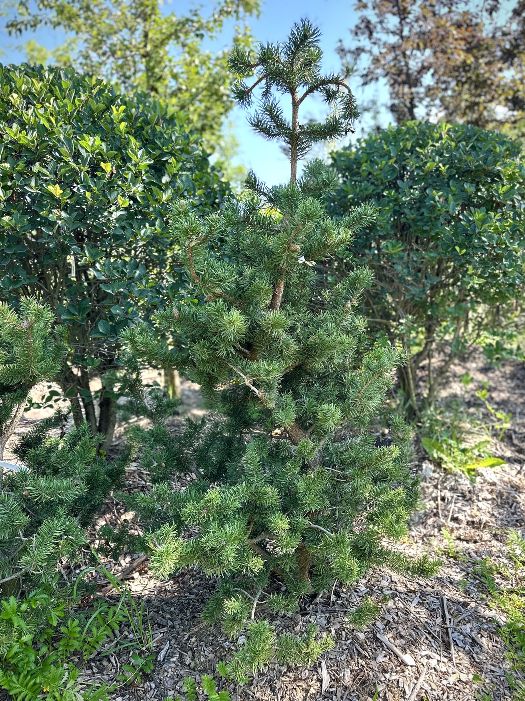 Сосна Банкса Киммерхольц (Pinus banksiana Kimmerholz)