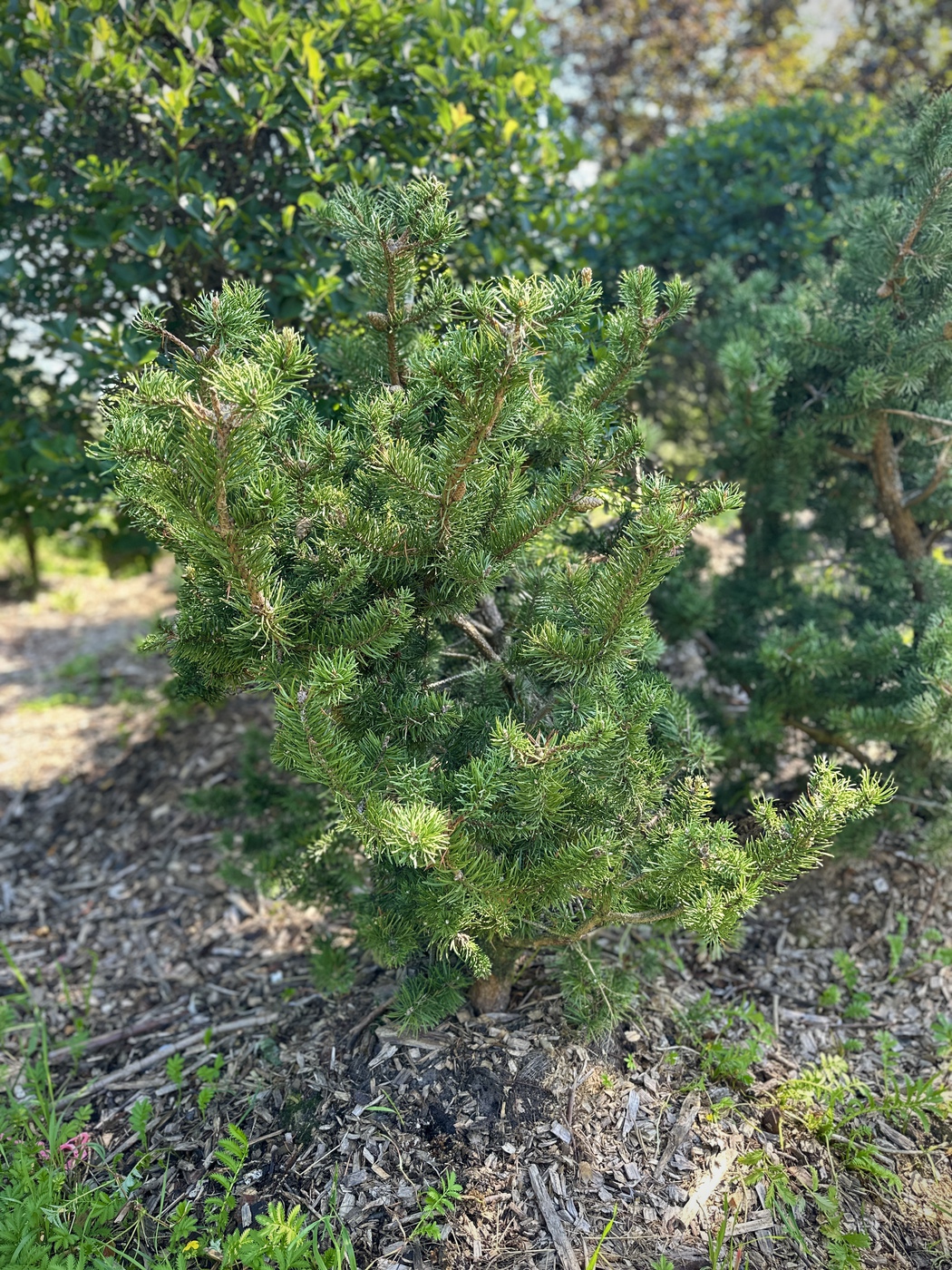 Сосна Банкса Киммерхольц (Pinus banksiana Kimmerholz)