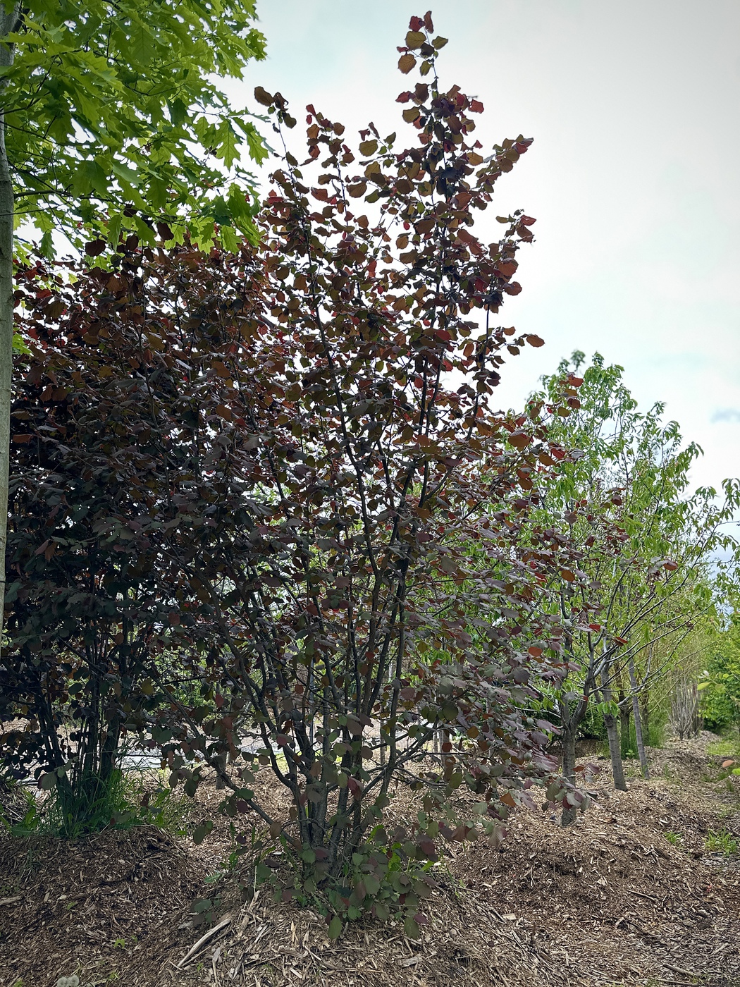 Лещина крупная Пурпуреа (Purpurea)