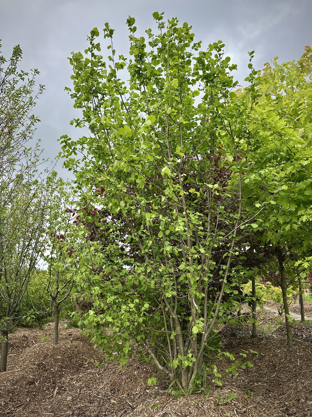 Лещина обыкновенная (Corylus avellana)