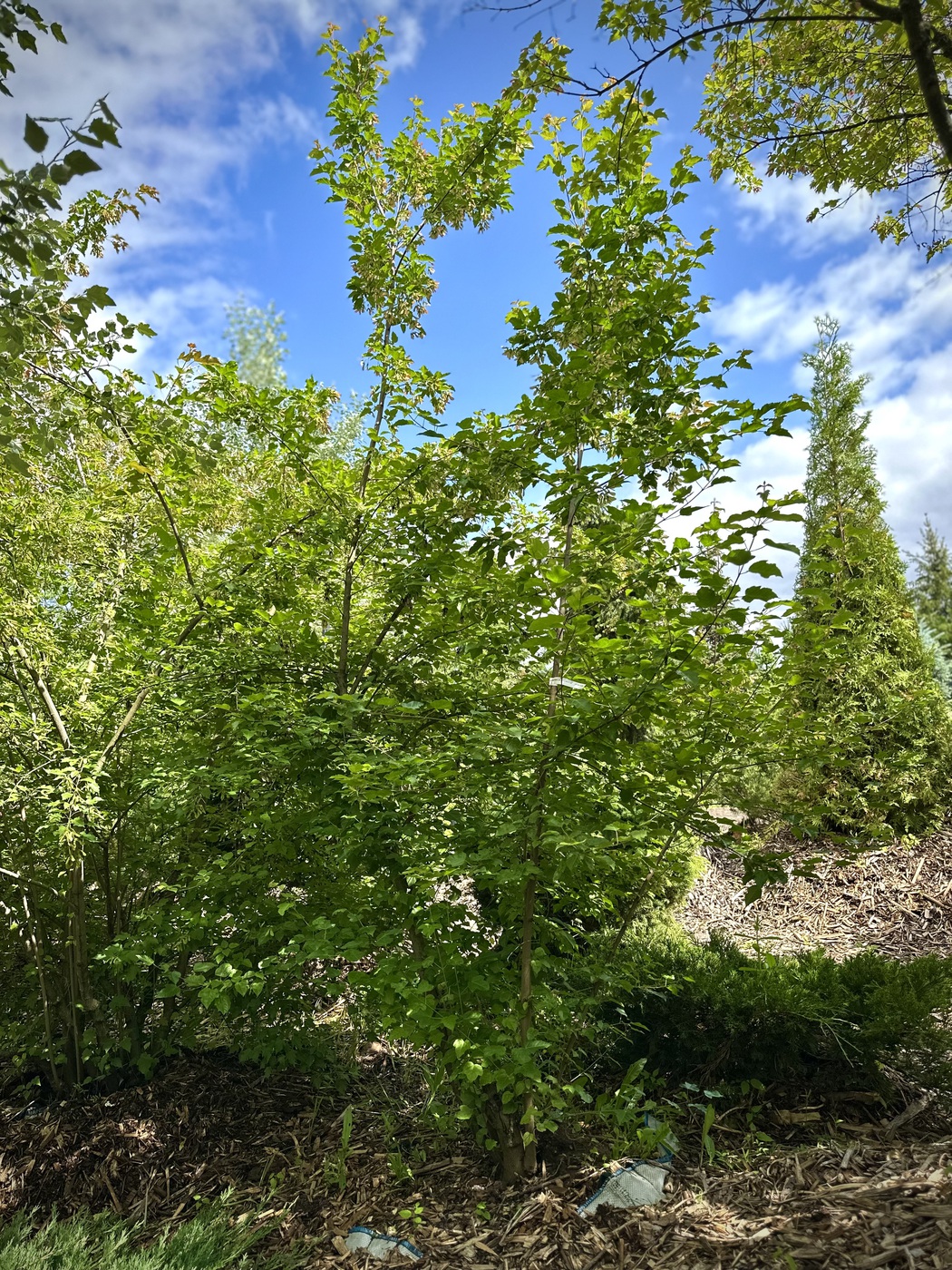 Клен Гиннала (Acer ginnala)