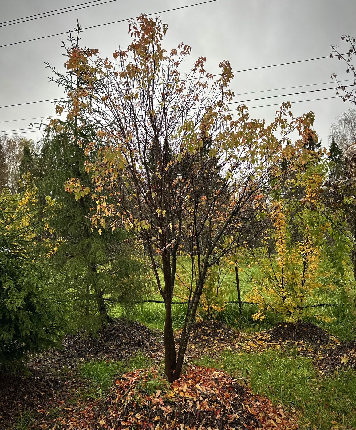Клен Гиннала (Acer ginnala)
