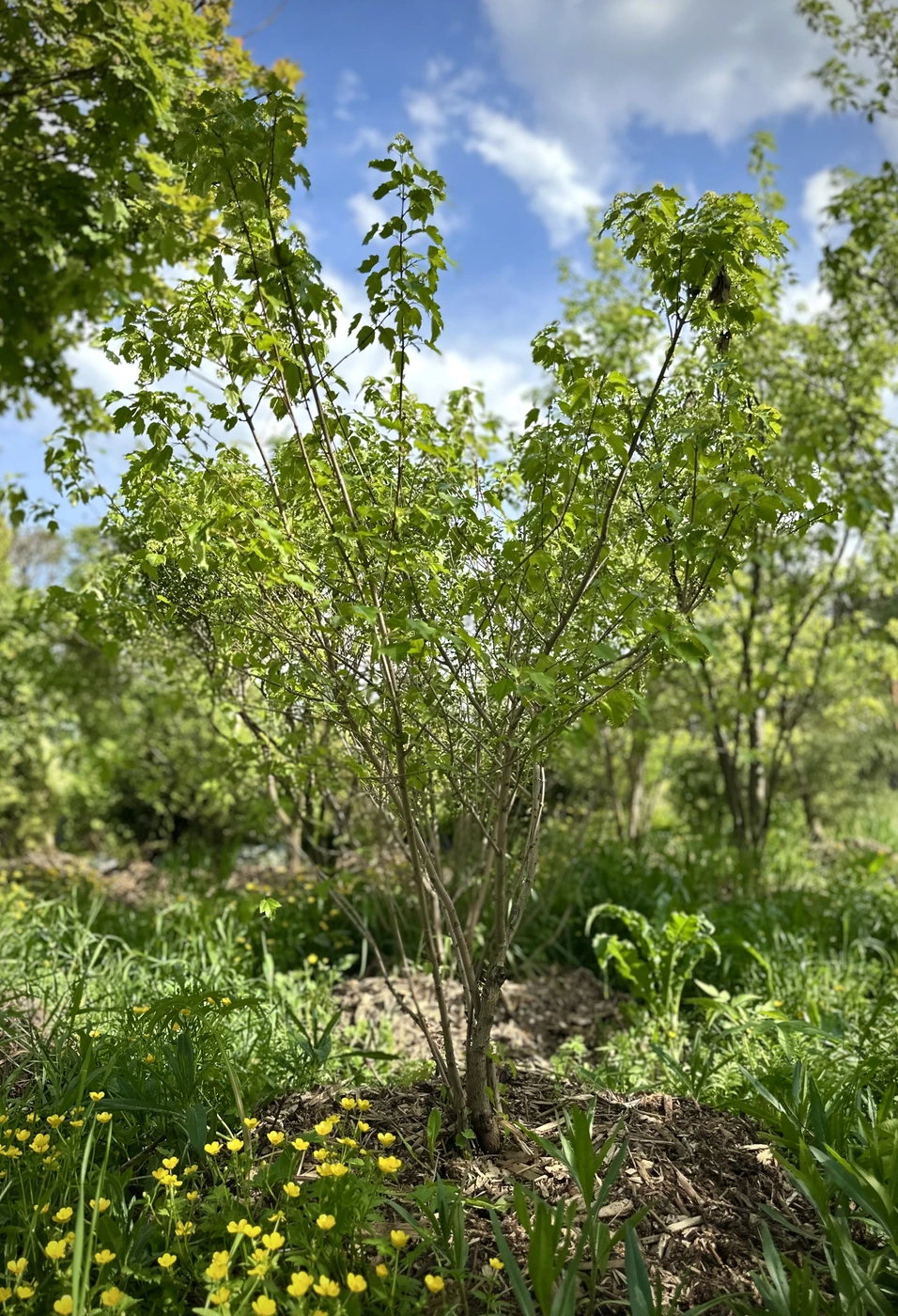 Клен Гиннала (Acer ginnala)
