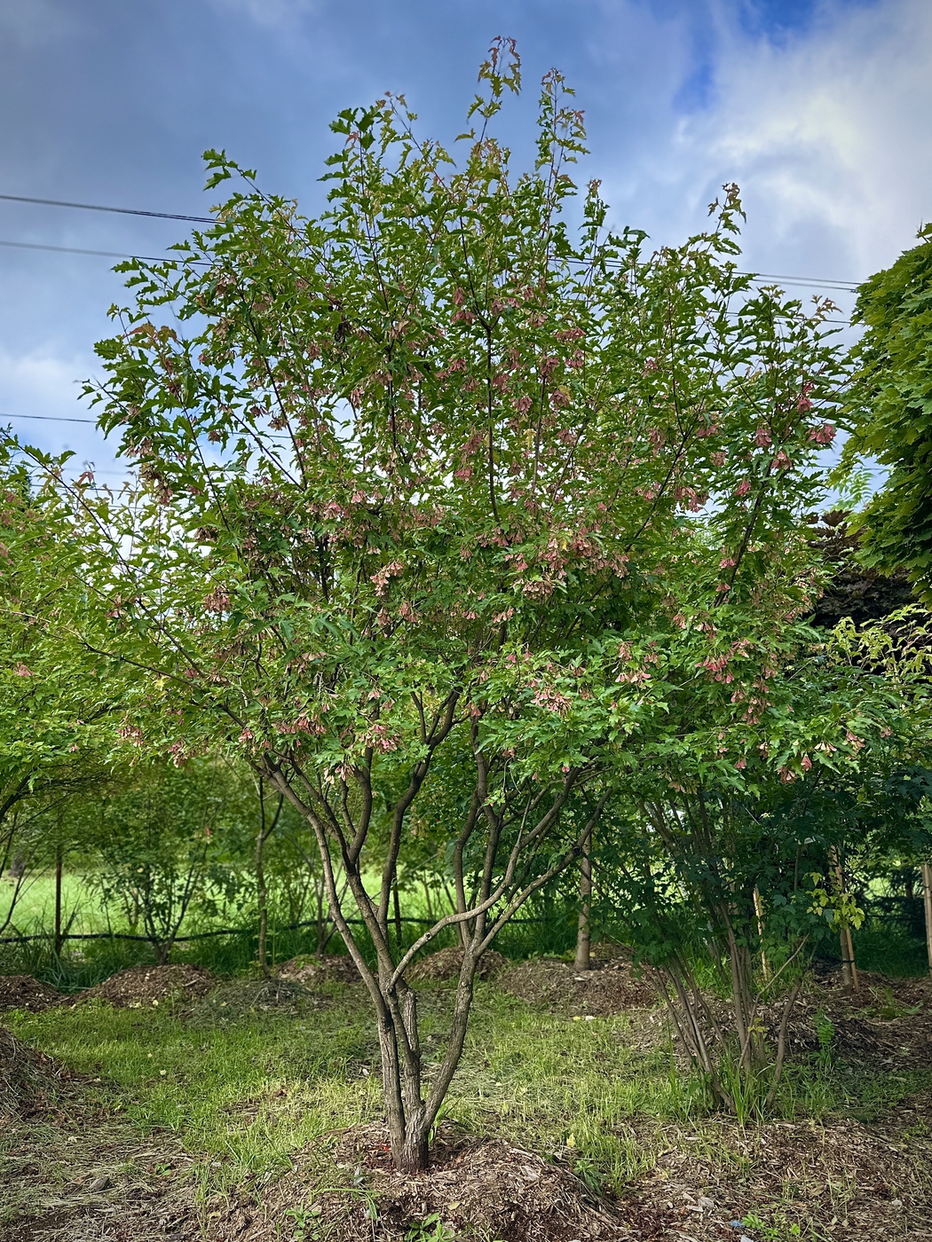 Клен Гиннала (Acer ginnala)