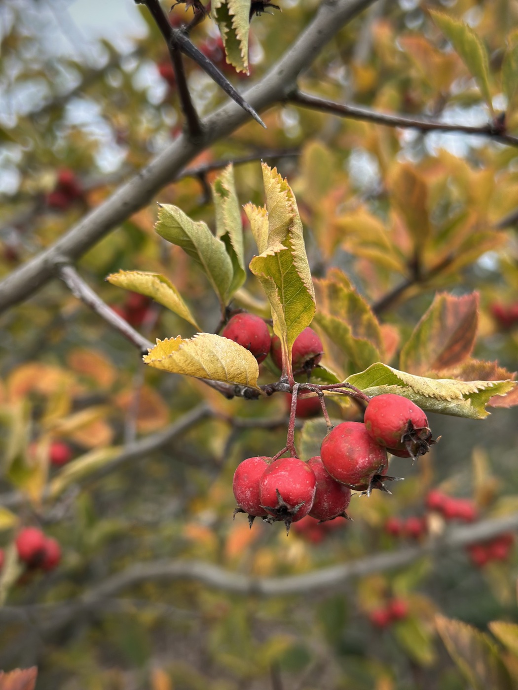 Боярышник сливолистный (Crataegus prunifolia)