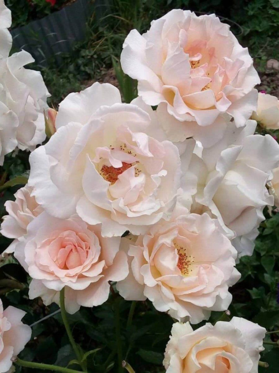 РОЗА РОКОКО (ROKOKO)