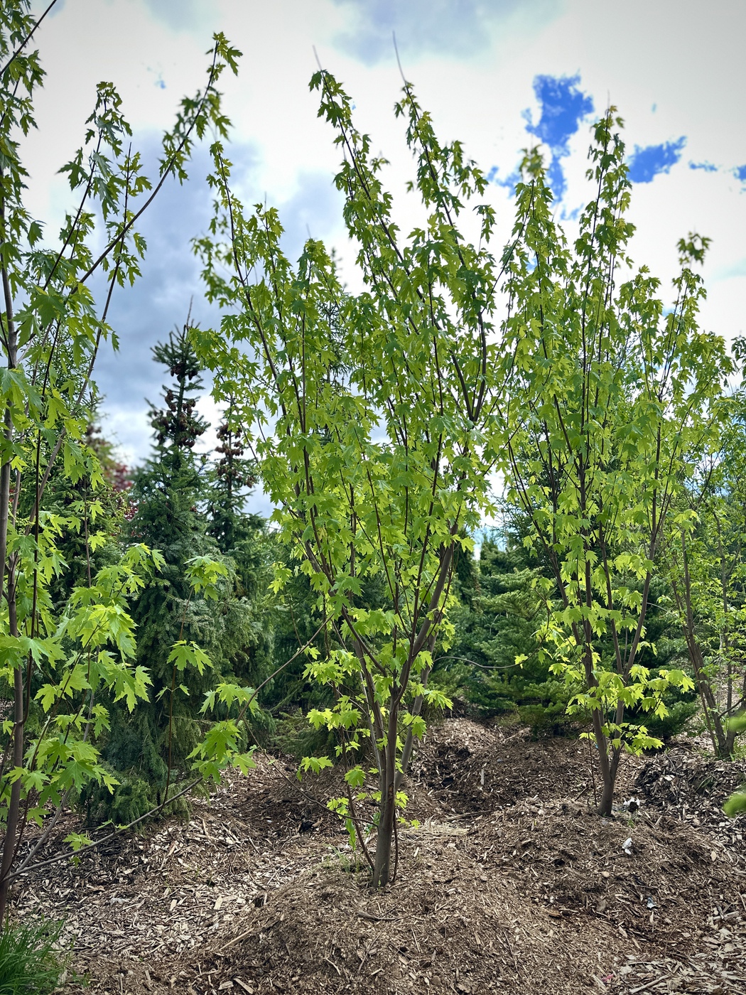 Клен сахаристый (Acer saccharum) (серебристый)